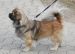 Tibetansk spaniel thumbs tibetansk spaniel kri kris odysseus odin 06 04 2010 2